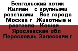 Бенгальский котик Килиан , с крупными розетками - Все города, Москва г. Животные и растения » Кошки   . Ярославская обл.,Переславль-Залесский г.